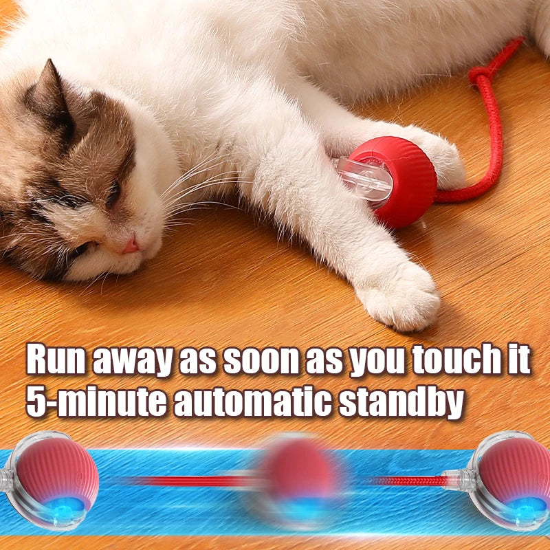 Pet Toy