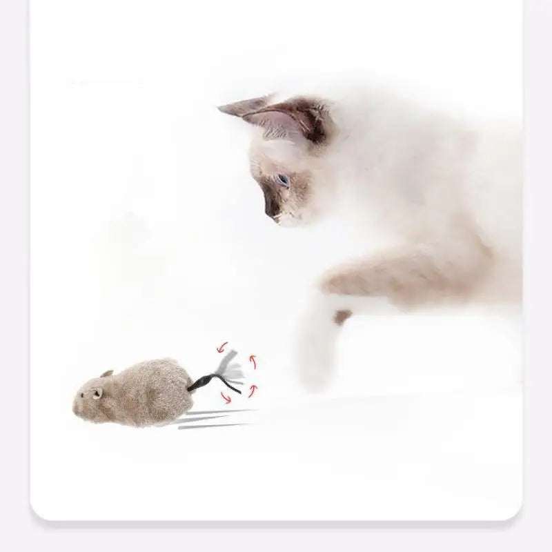Pet Toy